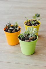 Succulents and cacti in colorful pots on the wooden floor. Three bright pots with small plants. Selective focus.