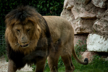 Leone