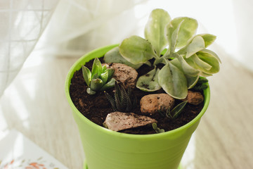Succulents and cacti in green pot on the wooden floor. Bright pots with small plants. Selective focus.