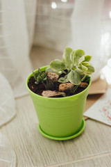 Succulents and cacti in green pot on the wooden floor. Bright pots with small plants. Selective focus.
