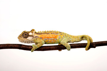 Zwergchamäleon / Transvaal dwarf chameleon (Bradypodion transvaalense) © bennytrapp