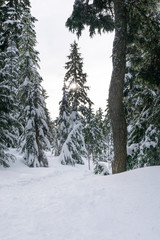 trees covered in snow, winter landscape near vancouver, snowshoeing in the mountains