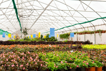 interior greenhouse with indoor flowers