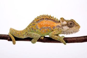 Zwergchamäleon / Transvaal dwarf chameleon (Bradypodion transvaalense) © bennytrapp