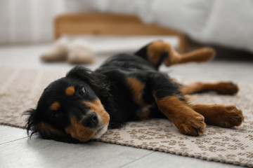 Cute dog relaxing on rug at home. Friendly pet - obrazy, fototapety, plakaty