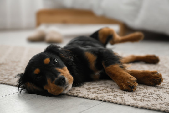 Cute dog relaxing on rug at home. Friendly pet
