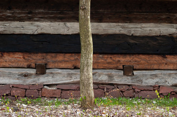 Tree in the middle old and wooden and horizontal planks. Wall of the cottage.