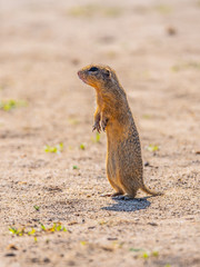 European ground squirrel, Spermophilus citellus, aka European souslik. Small cute rodent in natural habitat sitting on its hind legs
