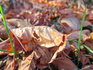 autumn leaves on ground