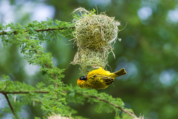 Lesser Masked Weaver (Ploceus intermedius) building nest, Kenya