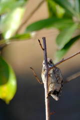 japanese pigmy woodpecker on branch