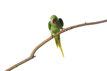 Beautiful Alexandrine Parakeet on tree branch against white background © New Africa