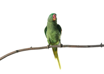 Beautiful Alexandrine Parakeet on tree branch against white background