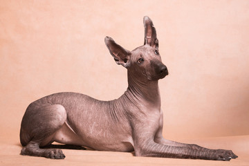 Xolo dog breed (Xoloitzcuintle, Mexican hairless) on a beige background, lying - 3