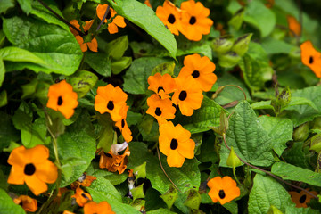 Thunbergia alata - Black-eyed Susan vine with trellis © Luis Echeverri Urrea