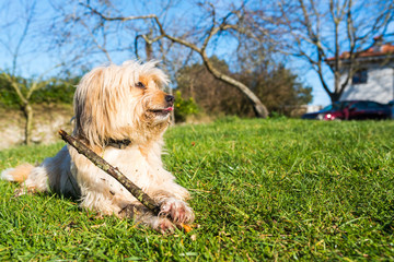 Friendly and funny cross-breed dog happily bites a stick.