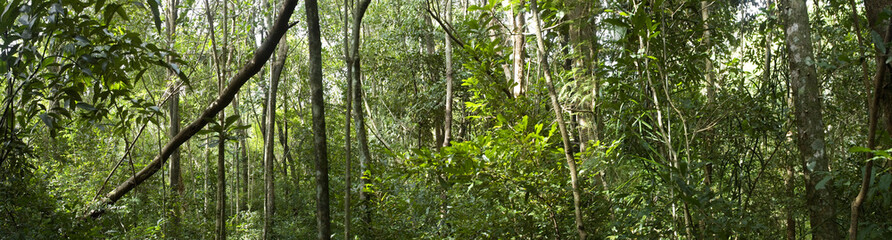 Biodiversity in a dense tropical forest