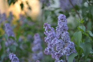 blue flowers in the garden