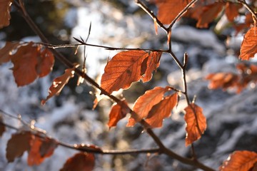autumn leaves in winter