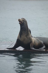 Sea Lion Barking