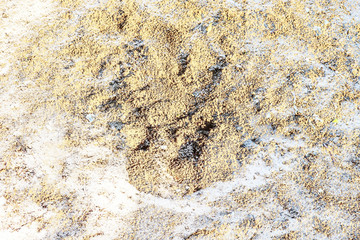 Detailed close up view on sandy ground and dirt textures in high resolution