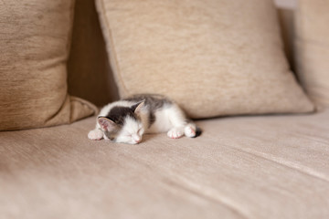 Sleepy little kitten