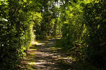 Obraz premium Sunny Pathway