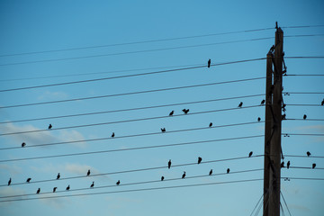 wires of poser line create stave with bird.