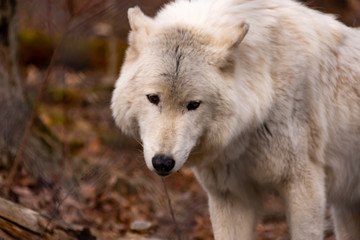 Obraz premium Wolf