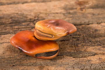 Fava brown dried beans - Vicia faba L.
