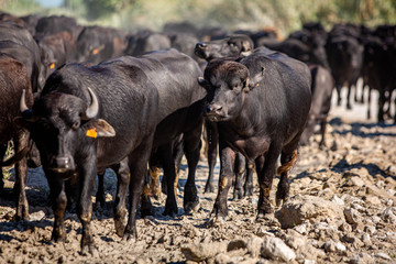 Cattle walking on the road summer day farming