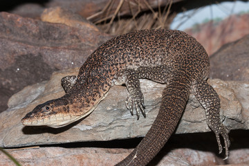 MITCHELLS WATER MONITOR