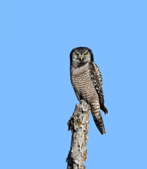 Northern Hawk Owl Perched on Top of the Snag on Blue Sky in Winter
