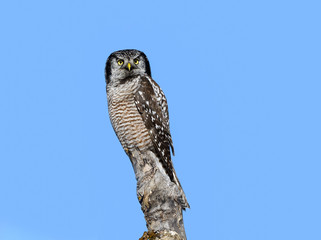 Northern Hawk Owl Perched in Tree  on Blue Sky in Winter 