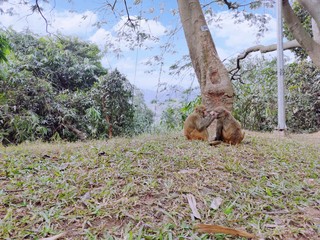 monkey picking lice from another