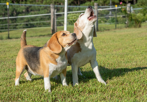 Pair of barking Beagle dogs on lawn grass