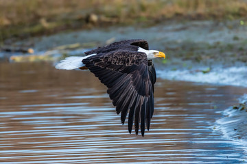 Eagle flying on the Skagit River