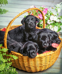 Black Labrador puppies in wicker basket