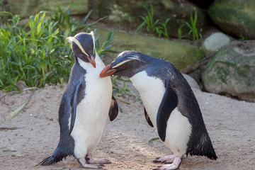 Fiordland penguin.