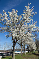 Fototapeta na wymiar tree in white bloom