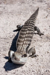 Eastern Blue-tongue Lizard