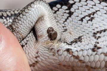 Ticks infesting a Blue-tongue Lizard