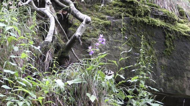 Campigna -  parco delle foreste casentinesi