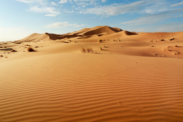  sand dune in the sahara desert  - obrazy, fototapety, plakaty