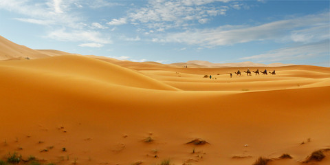  caravan of camel in the sahara desert © MICHEL