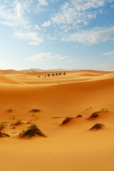 Fototapeta na wymiar caravan of camel in the sahara desert
