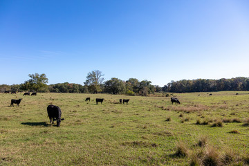 Cows field pasture Georgia summer