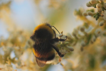abejorro en flor