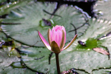 Water lily