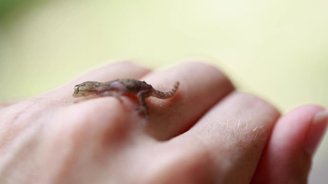 Macro Baby Gecko on Hand